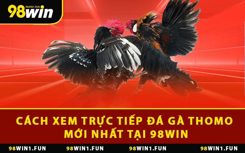 Cách xem trực tiếp đá gà Thomo mới nhất tại 98WIN
