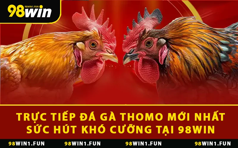Trực Tiếp Đá Gà Thomo Mới Nhất: Sức Hút Khó Cưỡng Tại 98WIN